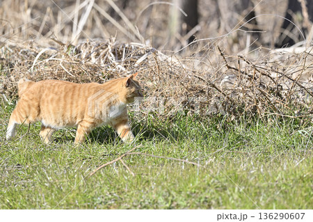 猫　茶トラ　 136290607