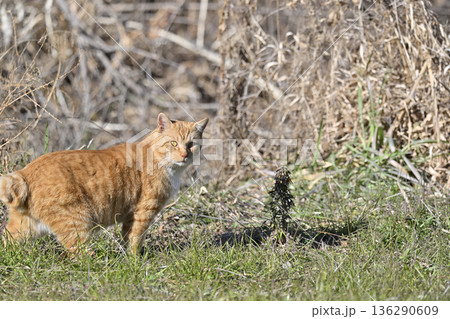 猫　茶トラ　 136290609