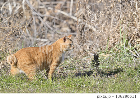 猫　茶トラ　 136290611