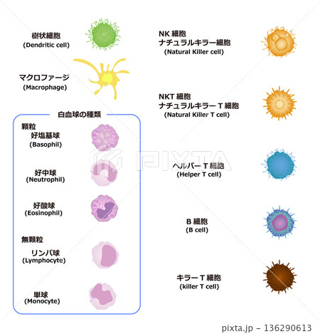 免疫細胞の種類 136290613