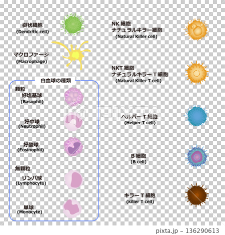 免疫細胞類型 136290613
