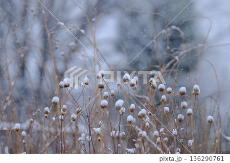 枯れ草に雪帽子 枯れ草に雪帽子 136290761