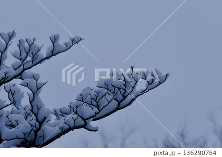 枝に積もった雪模様 枝に積もった雪模様 136290764