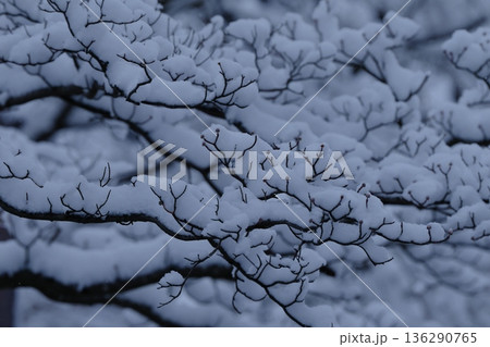 雪が積もる木の枝 136290765