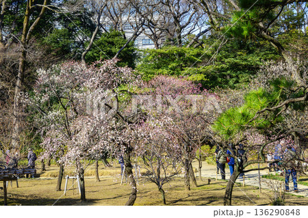 東京都　小石川後楽園　水戸徳川家ゆかりの梅林　2月初旬　国の特別史跡  136290848