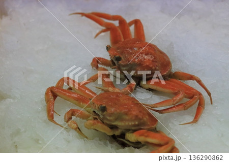 ズワイガニ　松葉ガニ　越前ガニ 136290862