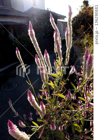 12月冬の西日を浴びて咲くピンクと白いノゲイトウの花 136290881