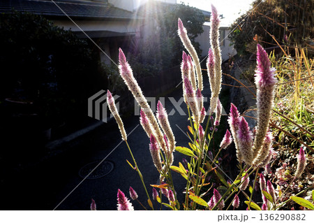 12月冬の西日を浴びて咲くピンクと白いノゲイトウの花 136290882