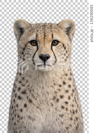 チーター 136290885