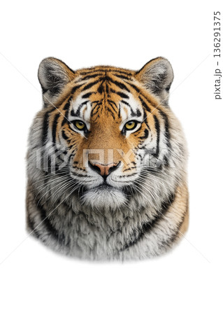 虎 虎 136291375
