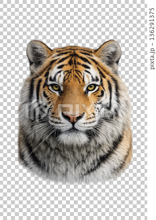 虎 虎 136291375