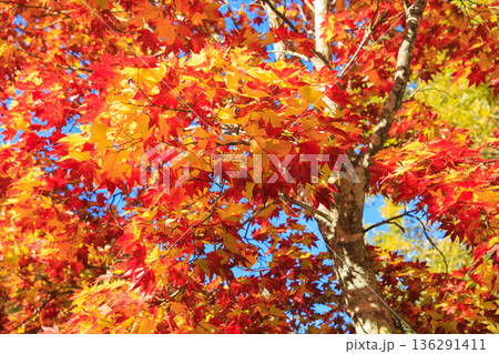 快晴と紅葉のイメージ 快晴と紅葉のイメージ 136291411