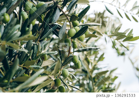 Olive tree branches bear green olives in a harvest scene, showcasing natures bounty 136291533