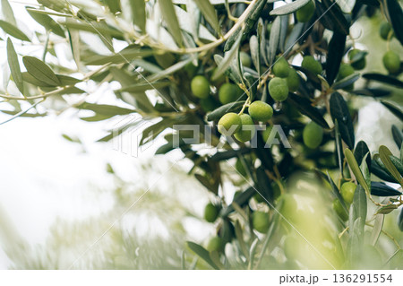 Green olives grow on the branches of olive trees in a sunny location during summer time 136291554
