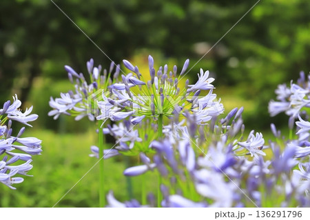 満開の紫君子蘭（むらさきくんしらん）or アガパンサス 136291796