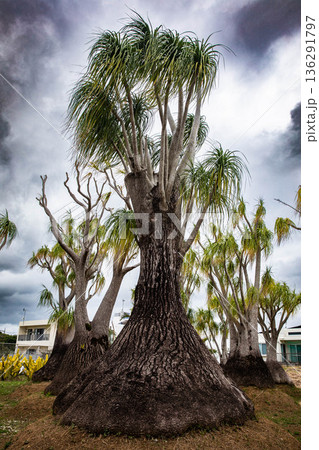 巨大なトックリラン 136291797