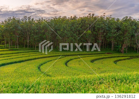 Beautiful morning view indonesia Panorama Landscape paddy fields Beautiful morning view indonesia Panorama Landscape paddy fields 136291812