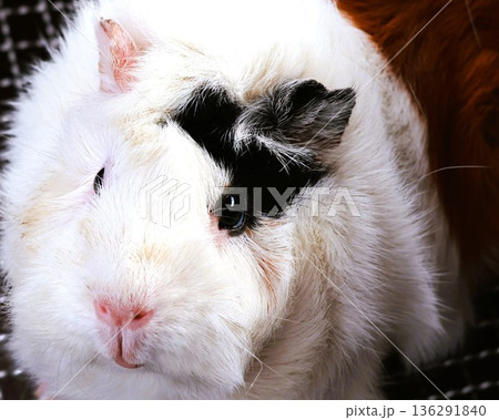 おでこの奴は海苔じゃないよ 136291840