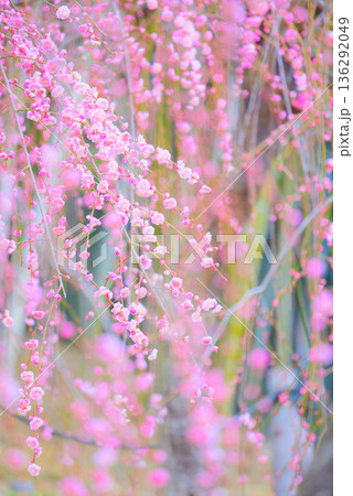 《愛知県》名古屋市農業センターのしだれ梅 《愛知県》名古屋市農業センターのしだれ梅 136292049