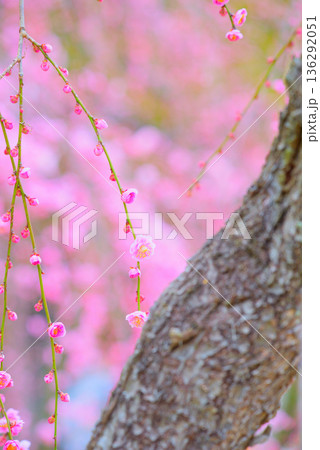 《愛知県》名古屋市農業センターのしだれ梅 136292051