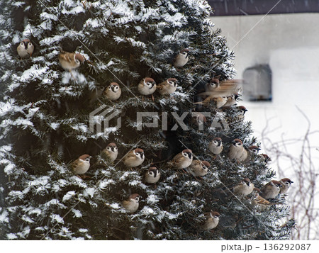 寒すずめの顔・顔・顔 136292087