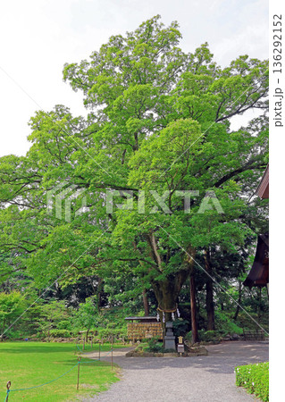 武田神社（甲府） 136292152
