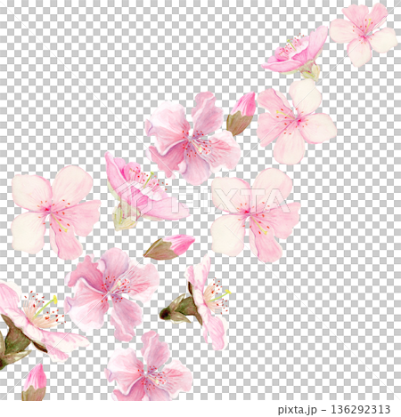 Watercolor cherry blossom flowers arranged in diagonal floral frame on white background with clear copy space, suitable for invitations, greeting cards, stationery, posters and spring design projects Watercolor cherry blossom flowers arranged in diagonal floral frame on white background with clear copy space, suitable for invitations, greeting cards, stationery, posters and spring design projects 136292313