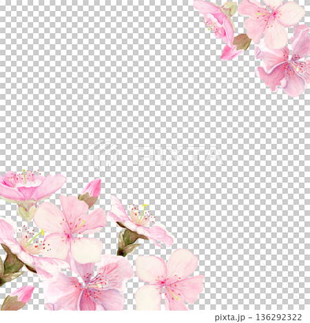 Watercolor cherry blossom corner frame, soft pink sakura flowers placed in opposite corners on white background. Elegant botanical composition, wide copy space for cards, invitation, spring stationery Watercolor cherry blossom corner frame, soft pink sakura flowers placed in opposite corners on white background. Elegant botanical composition, wide copy space for cards, invitation, spring stationery 136292322