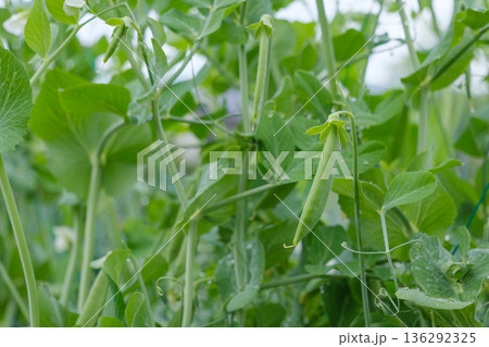 エンドウ豆のイメージ エンドウ豆のイメージ 136292325