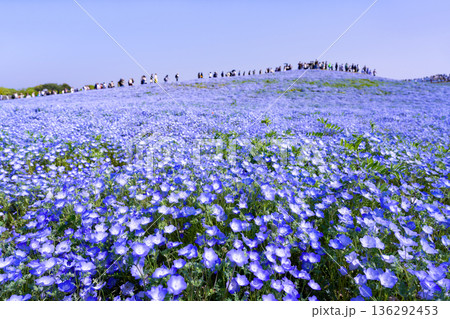茨城県ひたちなか市　ひたち海浜公園のネモフィラ　みはらしの丘 136292453