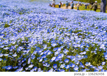 茨城県ひたちなか市 ひたち海浜公園のネモフィラ みはらしの丘 茨城県ひたちなか市 ひたち海浜公園のネモフィラ みはらしの丘 136292456