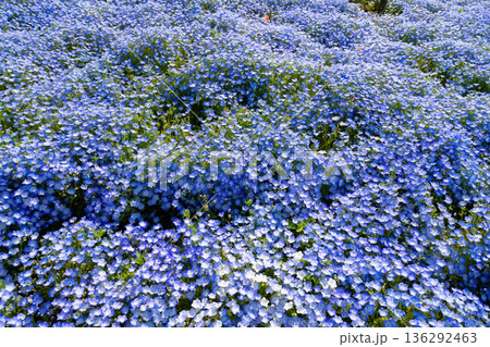 茨城県ひたちなか市 ひたち海浜公園のネモフィラ みはらしの丘 茨城県ひたちなか市 ひたち海浜公園のネモフィラ みはらしの丘 136292463