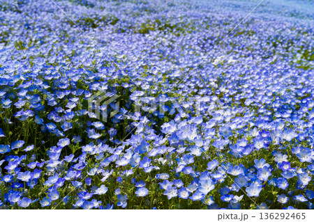 茨城県ひたちなか市 ひたち海浜公園のネモフィラ みはらしの丘 茨城県ひたちなか市 ひたち海浜公園のネモフィラ みはらしの丘 136292465