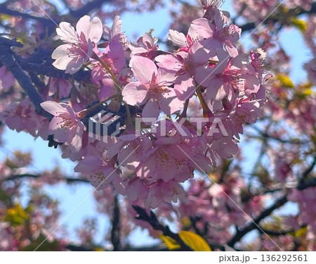 三重県松坂市笠松町の満開の河津桜 三重県松坂市笠松町の満開の河津桜 136292561
