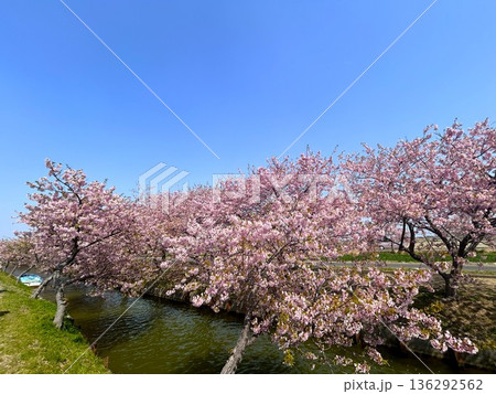 三重県松坂市笠松町の満開の河津桜 三重県松坂市笠松町の満開の河津桜 136292562