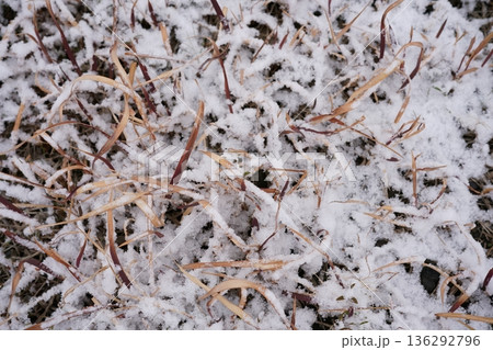 ちょっとだけ雪化粧した雑草 136292796