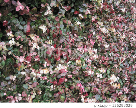 赤と白と緑のハツユキカズラ 136293029