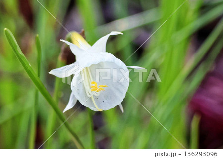 清楚に咲く原種スイセンの花 136293096