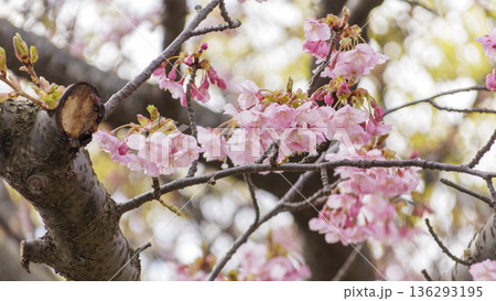 三浦海岸の河津桜祭り 136293195