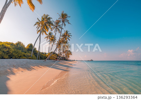 Sunset tropical beach serene palm trees gorgeous ocean view summer vacation landscape luxury travel background banner wallpaper 136293364