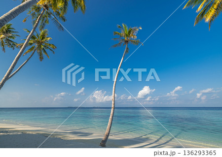 Exotic beach landscape calm ocean view soft sand palm trees summer vacation tropical island wallpaper background 136293365