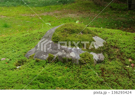 苔むした地面と石 136293424