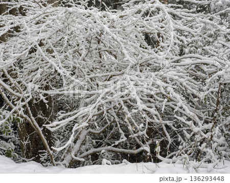 木の枝に積もる雪 木の枝に積もる雪 136293448