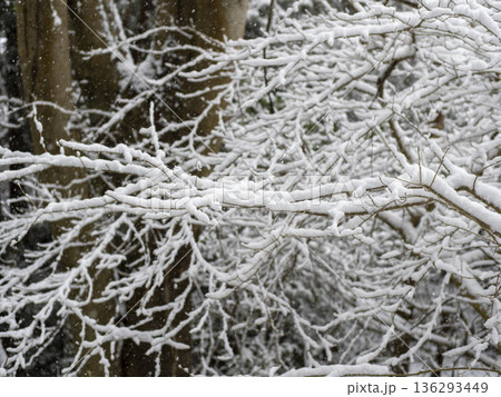 木の枝に積もる雪 136293449