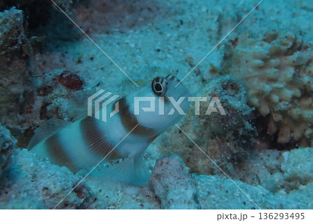 珊瑚の隙間に潜むミナミダテハゼ　水中写真 136293495