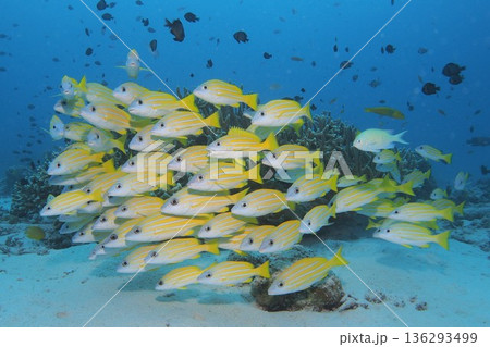 サンゴと青い海とヨスジフエダイの群れ 水中写真 サンゴと青い海とヨスジフエダイの群れ 水中写真 136293499