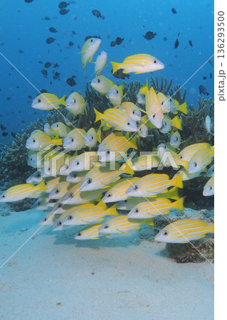 サンゴと青い海とヨスジフエダイの群れ　水中写真 136293500