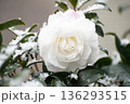 雪の中の花 136293515