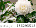 積雪のあとの花 136293518