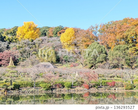 薬師池公園の紅葉 薬師池公園の紅葉 136293527